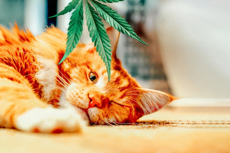 Can Cats Get High? A Closer Look At Animals And Cannabis