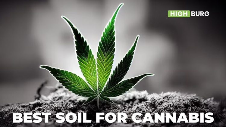 Best Soil For Cannabis