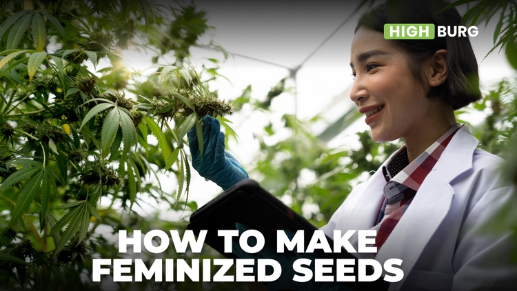 How To Make Feminized Seeds (STS method)