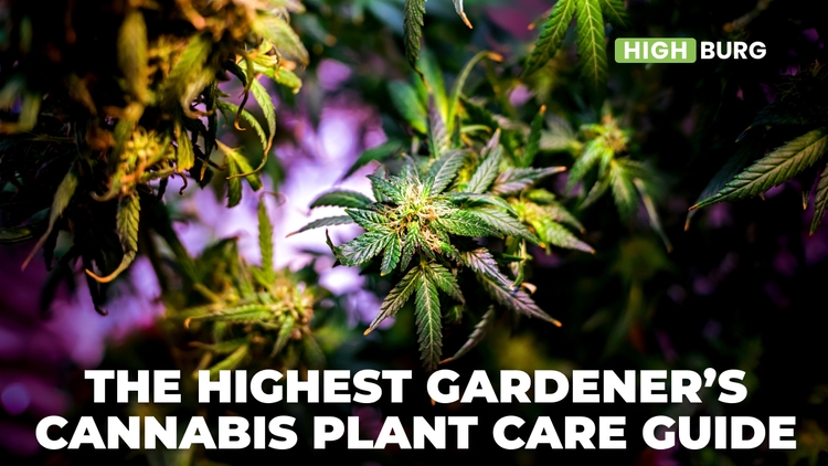 The Highest Gardener’s Cannabis Plant Care Guide